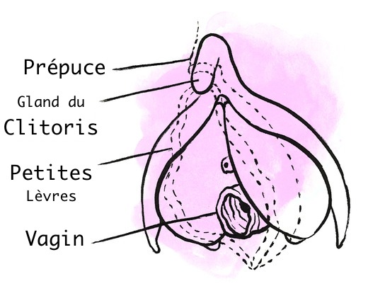 Apprenez à localiser le clitoris