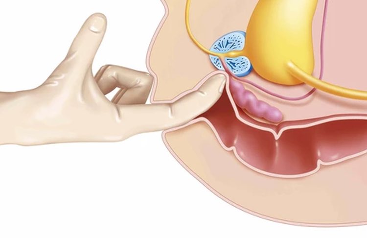 Où se trouve la prostate ?