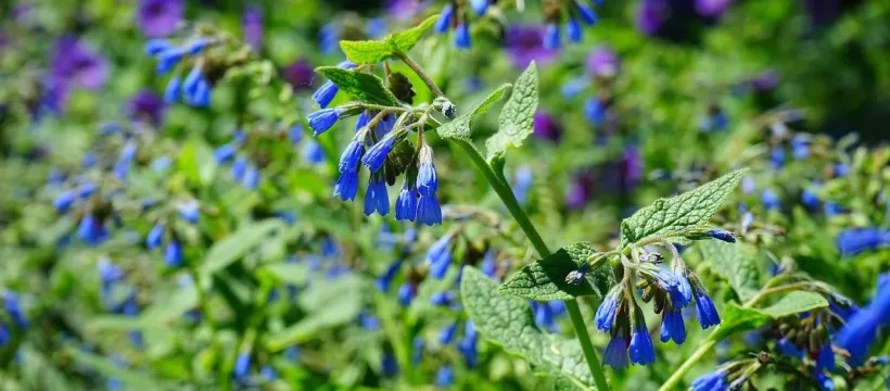 rough comfrey jpg