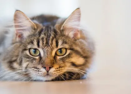 chat jpg