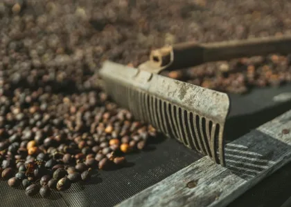 assinie rateau 2 jpg