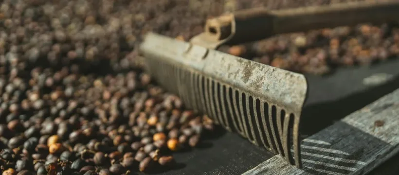 assinie rateau 2 jpg